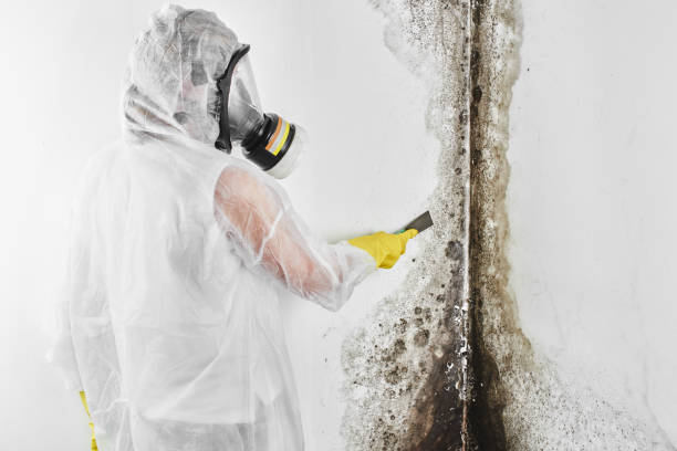 Best Attic Mold Remediation in Miami Beach, FL