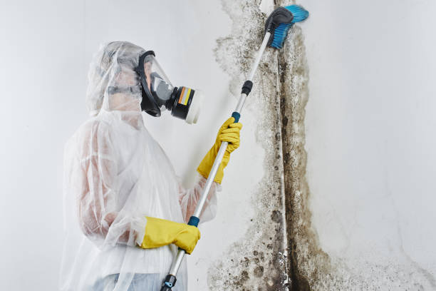 Best Commercial Mold Remediation in Miami Beach, FL